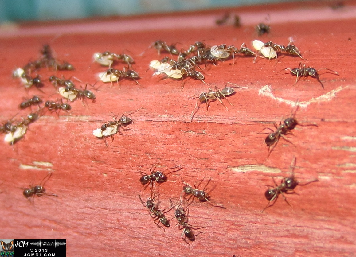 Save the Larvae! Argentine Ants abondoning flooded nest
